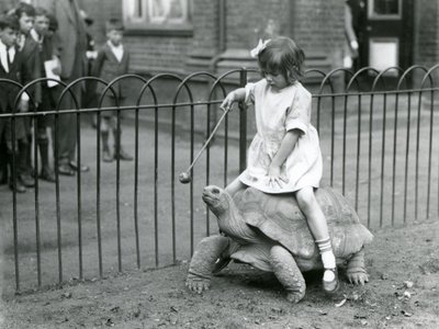 小さな女の子のベティは、最後にリンゴの棒を差し出して、彼女が乗っているゾウガメを先導しています。ロンドン動物園、1924年 作： Frederick William Bond