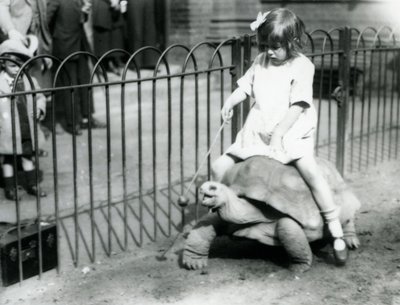 小さな女の子のベティは、最後にリンゴの棒を差し出して、彼女が乗っているゾウガメを先導しています。ロンドン動物園、1924年 作： Frederick William Bond