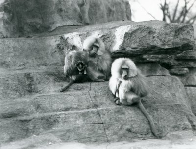 ロンドン動物園の「モンキー・ヒル」の岩の間にいる大人3人と赤ちゃん1人のセイタカアワダチソウの小グループ 作： Frederick William Bond