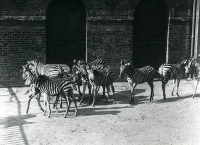 1924年にロンドン動物園でチャップマンズゼブラの小さな群れ 作： Frederick William Bond