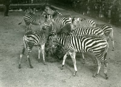 チャップマンズゼブラの小さな群れ。1923年にロンドン動物園の若者を含む 作： Frederick William Bond