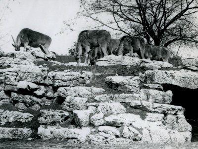 1925年6月にロンドン動物園のエランドアンテロープパドックの岩の間で放牧するコモンエランドの小さな群れ 作： Frederick William Bond
