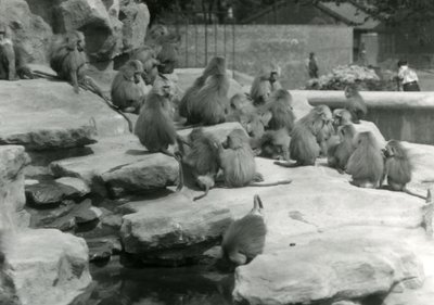 ロンドン動物園の「モンキー・ヒル」の岩の間で、プールから水を飲む1匹を含むセイクリッド・バブーンの群れ 作： Frederick William Bond
