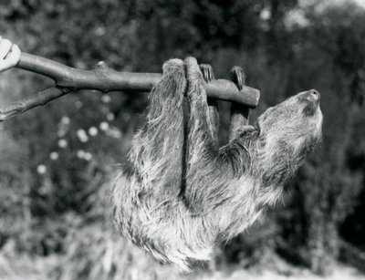 1925年9月、ロンドン動物園の飼育係が飼っている切り枝にぶら下がっている2本指のナマケモノ 作： Frederick William Bond