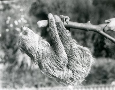 1925年9月、ロンドン動物園の飼育係が飼っている切り枝にぶら下がっている2本指のナマケモノ 作： Frederick William Bond