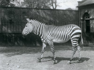 ロンドン動物園のパドックに立つ、傷つきやすいハートマンシマウマ 作： Frederick William Bond