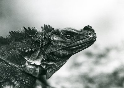 1928年にロンドン動物園で発見された脆弱なセイルフィンリザード（モノクロ写真 作： Frederick William Bond