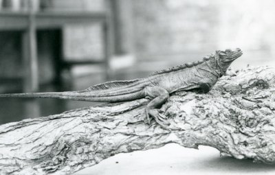 1928年、ロンドン動物園の丸太の上で休む脆弱なセイルフィントカゲ（モノクロ写真 作： Frederick William Bond