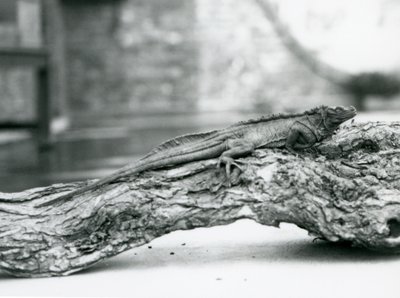 1928年、ロンドン動物園の丸太の上で休む脆弱なセイルフィントカゲ（モノクロ写真 作： Frederick William Bond