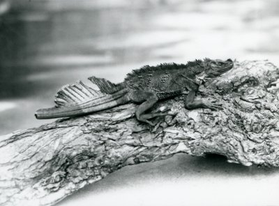 1929年、ロンドン動物園の丸太の上で休んでいた、尻尾を損傷した脆弱なバショウトカゲ（モノクロ写真 作： Frederick William Bond