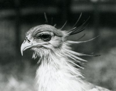 1928年にロンドン動物園で撮影された脆弱なセクレタリーバード（セクレタリーバード）（モノクロ写真 作： Frederick William Bond