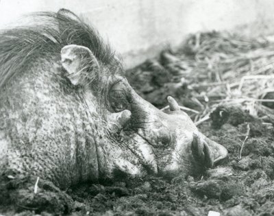 1927年にロンドン動物園で泥で休んでいるイボイノシシ 作： Frederick William Bond