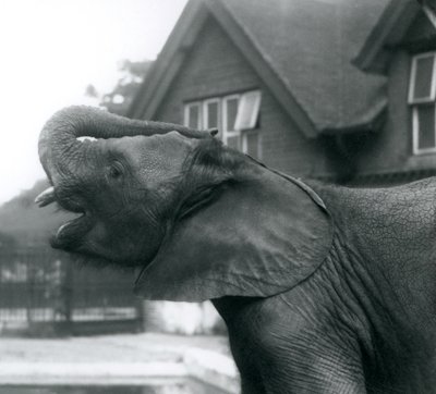 1925年8月、ロンドン動物園の額に頭を上げた若いアフリカ象 作： Frederick William Bond