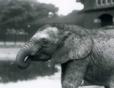 1925年8月、ロンドン動物園で、トランクの端が口の中にある若いアフリカゾウ 作： Frederick William Bond