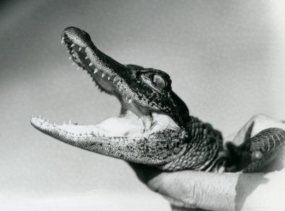 飼育員に首根っこを掴まれたワニの子供（ロンドン動物園、1928年8月）（モノクロ写真 作： Frederick William Bond