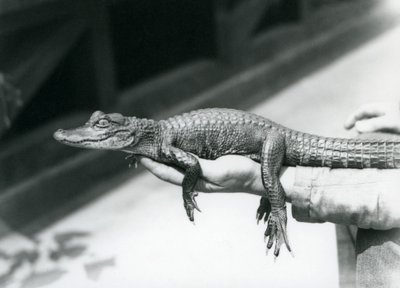 飼育員の手に抱かれた幼いアリゲーター（ロンドン動物園 作： Frederick William Bond