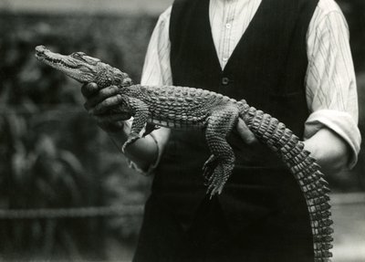 1924年に飼育員のロンドン動物園に抱かれた若いアメリカワニ 作： Frederick William Bond