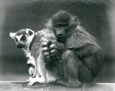 1925年ロンドン動物園の梁の上で若い尾ヒヒがリングテールキツネザルに寄り添う 作： Frederick William Bond