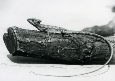 1928年8月、ロンドン動物園の丸太の上で休むバシリスク・トカゲの幼体（モノクロ写真 作： Frederick William Bond