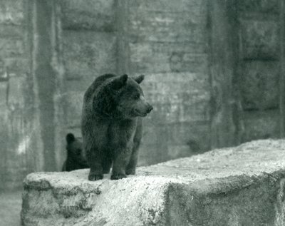 1914年6月、ロンドン動物園の若いヒグマ 作： Frederick William Bond