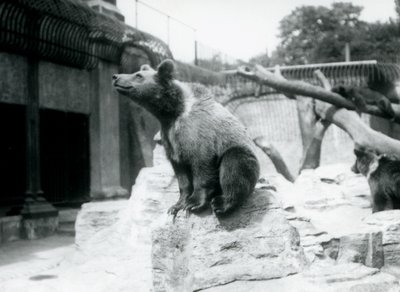 1913年8月、ロンドン動物園の枝で3人目が眠っている3人が枝で寝ている、手前の岩の上に座っている若いヒグマ 作： Frederick William Bond
