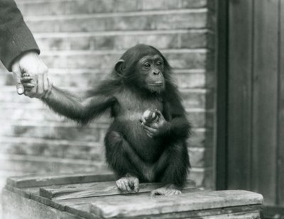 1926年6月、ロンドン動物園で木箱に座って飼育係の手を握って若いチンパンジー 作： Frederick William Bond