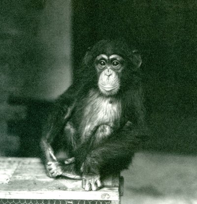 1924年にロンドン動物園で木箱に座っている若いチンパンジー 作： Frederick William Bond
