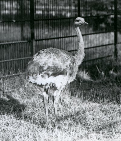 囲いの柵の横で草の上に立つ若いダーウィンズ/レッサー・レア（ロンドン動物園 作： Frederick William Bond