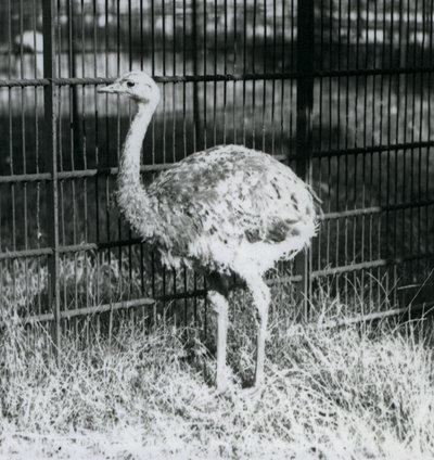 囲いの柵の横で草の上に立つ若いダーウィンズ/レッサー・レア（ロンドン動物園 作： Frederick William Bond
