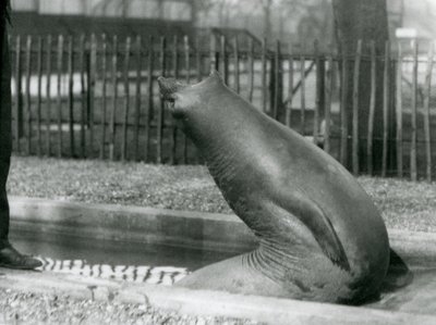後方に手を伸ばす若いゾウアザラシ（ロンドン動物園 作： Frederick William Bond
