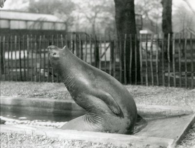 後方に手を伸ばす若いゾウアザラシ（ロンドン動物園 作： Frederick William Bond