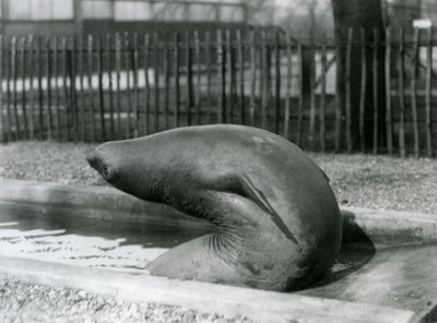後方に手を伸ばす若いゾウアザラシ（ロンドン動物園 作： Frederick William Bond