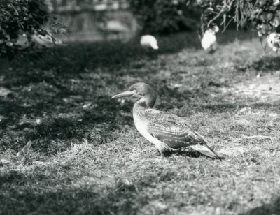 1927年9月にロンドン動物園の芝生の上に立っている若いカツオドリ 作： Frederick William Bond
