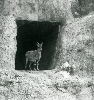 1927年8月、ロンドン動物園のマッピンテラスの人工岩の洞窟の入り口に立っている若いギリシャのアイベックス 作： Frederick William Bond
