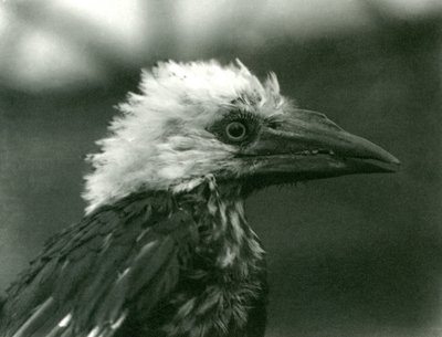ロンドン動物園の若いサイチョウ、1924 作： Frederick William Bond