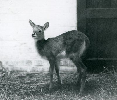 1926年1月、ロンドン動物園の干し草の上に立っている若いLechwe 作： Frederick William Bond