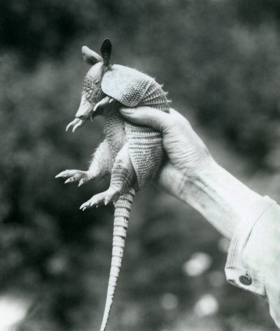 1926年8月にロンドン動物園で飼育員の手に保持された9バンドのアルマジロ 作： Frederick William Bond