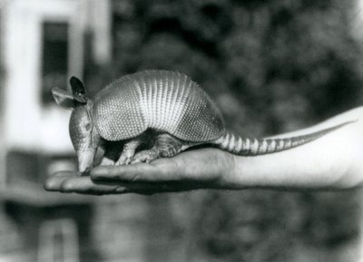1926年8月、ロンドン動物園の飼育員の開いた手のひらで休む若いナマズの9バンドアルマジロ、またはナインバンドの長い鼻のアルマジロ 作： Frederick William Bond