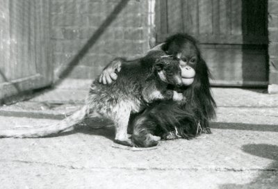 1927年、ロンドン動物園でツリーカンガルーを抱きしめる若いオランウータン(モノクロ写真) 作： Frederick William Bond