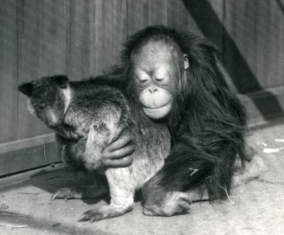 若いオランウータンが1927年にロンドン動物園でツリーカンガルーを抱擁します。 作： Frederick William Bond