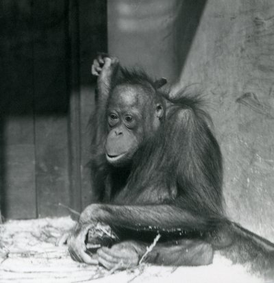 1925年10月、ロンドン動物園の囲いに座っている若いオランウータン 作： Frederick William Bond