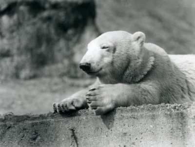 1927年にロンドン動物園のコンクリートの棚で休んでいる若いシロクマ 作： Frederick William Bond