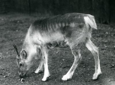 ロンドン動物園の若いトナカイ、1925年 作： Frederick William Bond