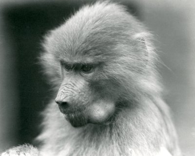 頬袋がいっぱいの若い聖なるヒヒ、ロンドン動物園、1925年 作： Frederick William Bond