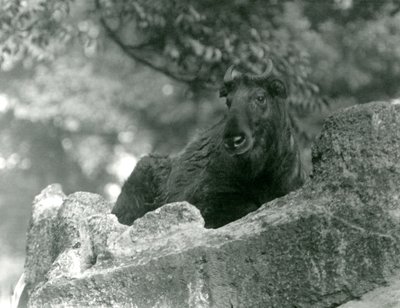 1924年6月、ロンドン動物園の岩の上で休んでいる若いシャキン（牛シャモアまたはGnuヤギとも呼ばれます） 作： Frederick William Bond