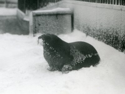 雪の中の若いセイウチ、ロンドン動物園、1924年2月 作： Frederick William Bond