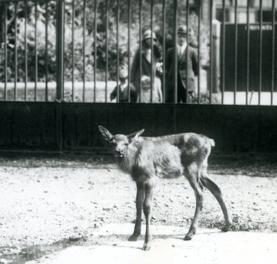 1927年8月、ロンドン動物園、パドックに立つ若いワピチ/エルクとそれを見守る来場者（モノクロ写真 作： Frederick William Bond
