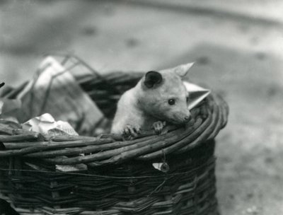 1920年10月、ロンドン動物園でバスケットから覗く若いアルビノオポッサム 作： Frederick William Bond