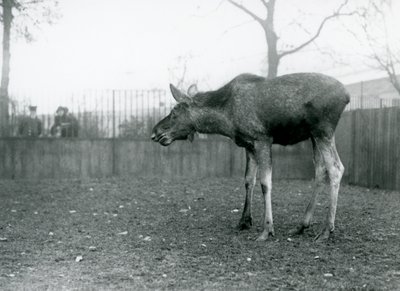 ロンドン動物園のパドックに立つ、角が抜けたばかりの若い雄のエルク／ムース（モノクロ写真 作： Frederick William Bond
