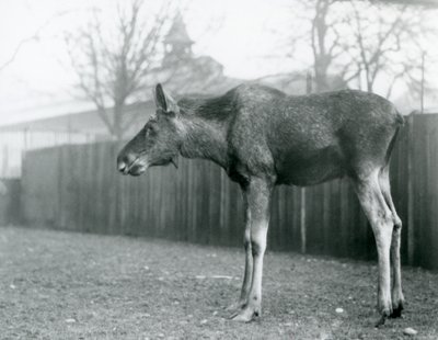 ロンドン動物園のパドックに立つ、角が抜けたばかりの若い雄のエルク／ムース（モノクロ写真 作： Frederick William Bond